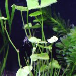 植栽から4日目　アマゾンチドメグサ